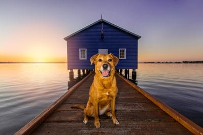 puppytalesphotography-bella-1