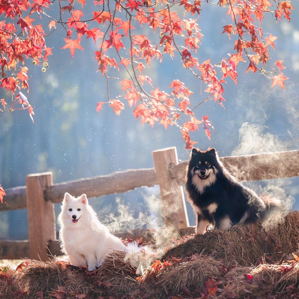 Bella and Riley have a dog photo session at Emerald Park Lake in the Dandenong Ranges in Victoria