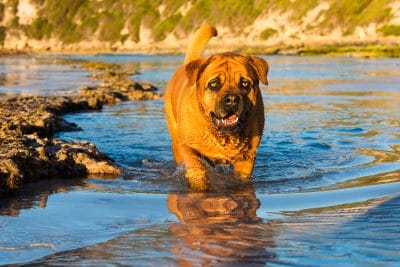 puppytalesphotography-belle-2