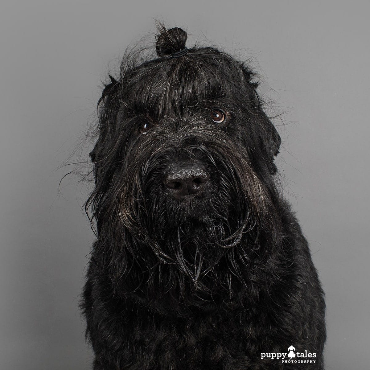 Vader the Black Russian Terrier was photographed in the Puppy Tales Studio in Melbourne by dog photographer Kerry Martin. Here this big dog has a doggo man bun!