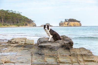 puppytalesphotography-blue-2
