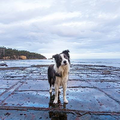puppytalesphotography-blue-tesselatedpavement-42