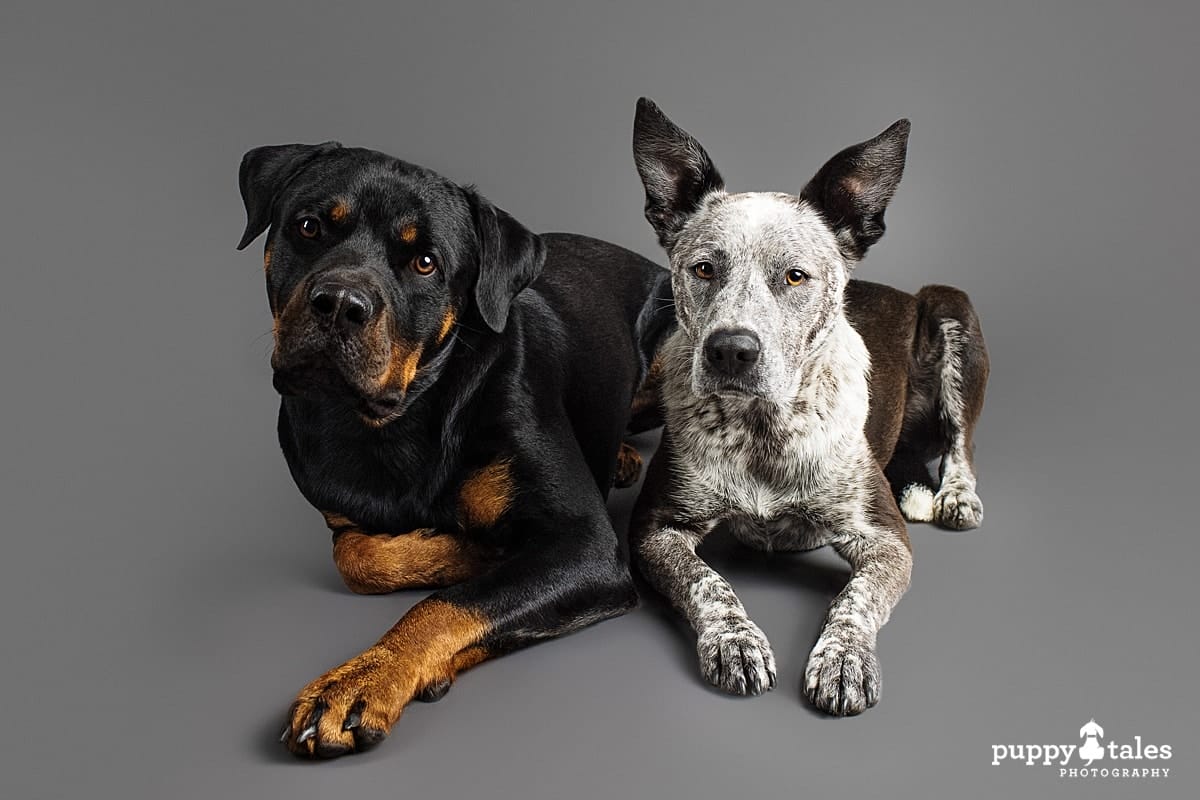 Jax the Blue Heeler x was photographed on a grey background with his fursibling Budda the Rottweiler in the Puppy Tales Melbourne studio for Project Dogalogue.