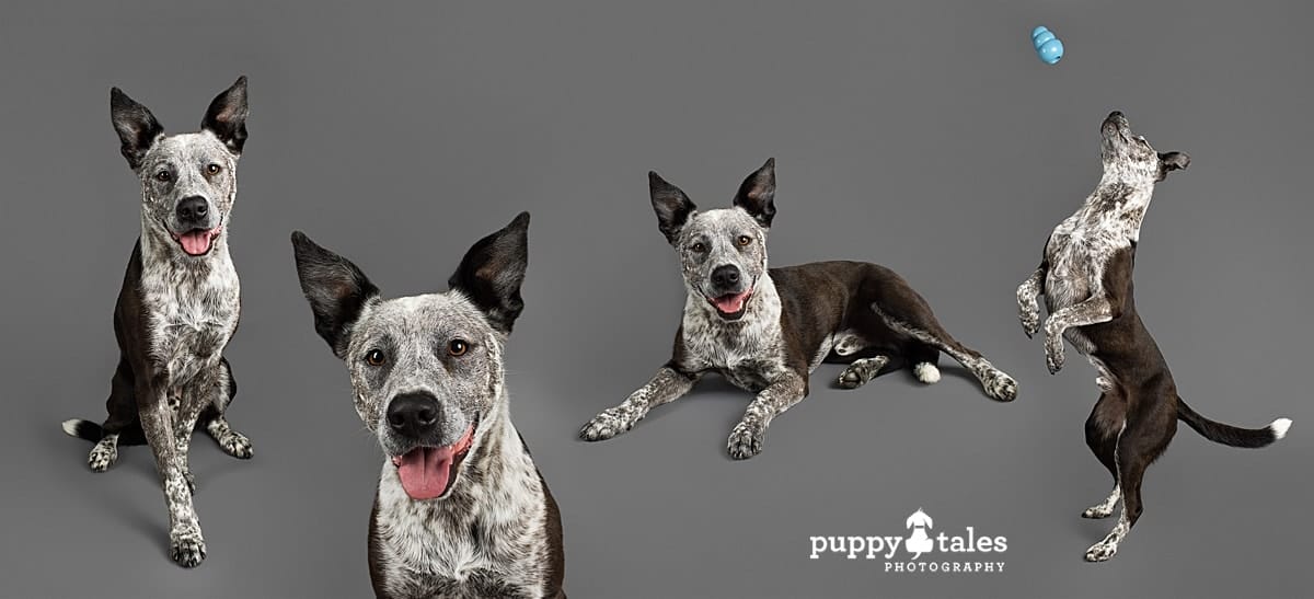 Composite photo of Jax, the fun loving Blue Heeler x. He was photographed in the Puppy Tales Studio in Melbourne by dog photographer Kerry Martin.