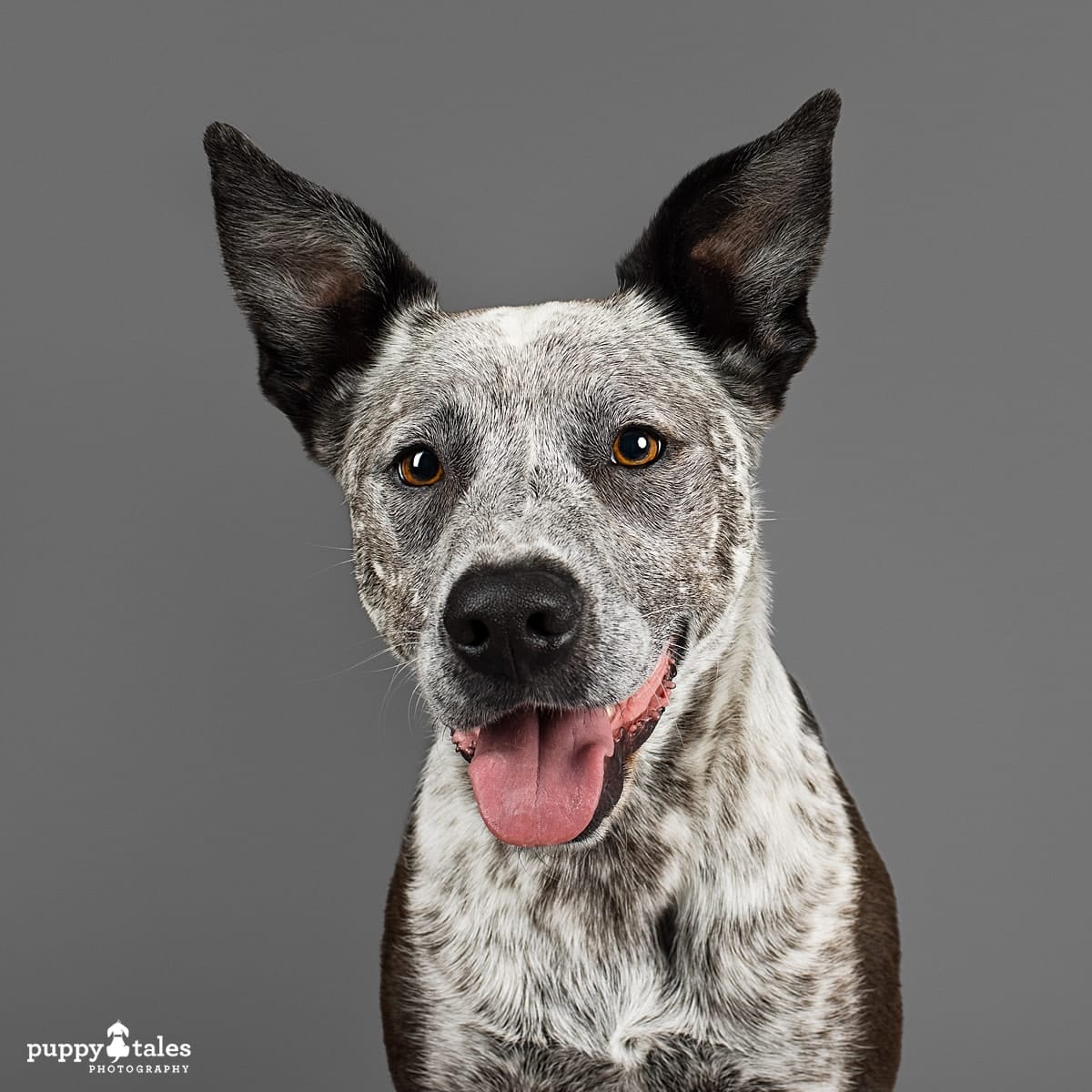 Close up headshot of Jax the Blue Heeler (Australian Cattle Dog). He was photographed in the Puppy Tales Studio in Melbourne by dog photographer Kerry Martin.