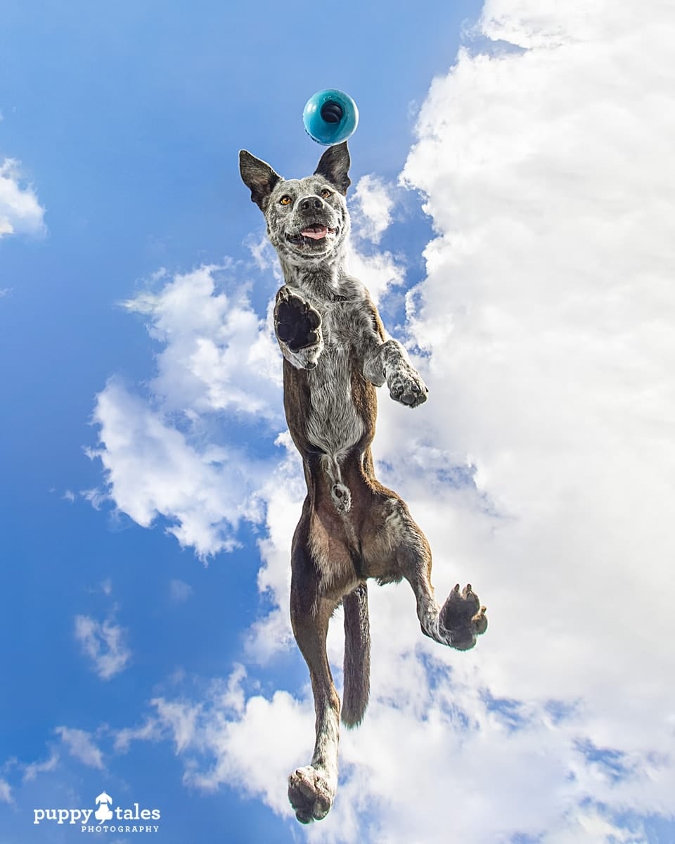 Studio photo of a Blue Heeler x Jax. This cheeky dog was photographed at the Puppy Tales Studio from underneath with a bright blue sky above him.