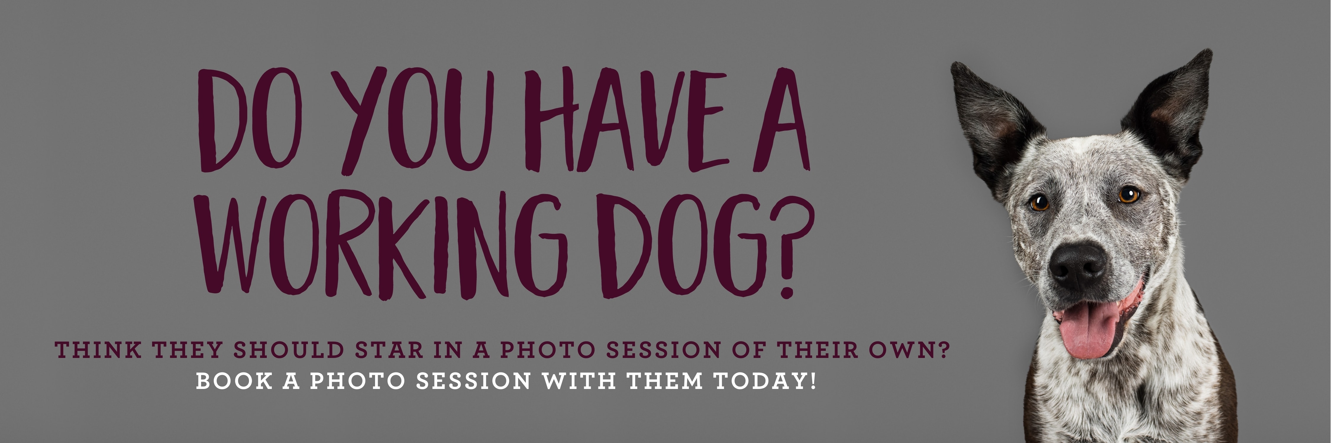A blue heeler cross posing on a grey background for their studio pet photography session for Project Dogalogue.