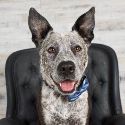 Studio photograph of Jax the Blue Heeler x Border Collie
