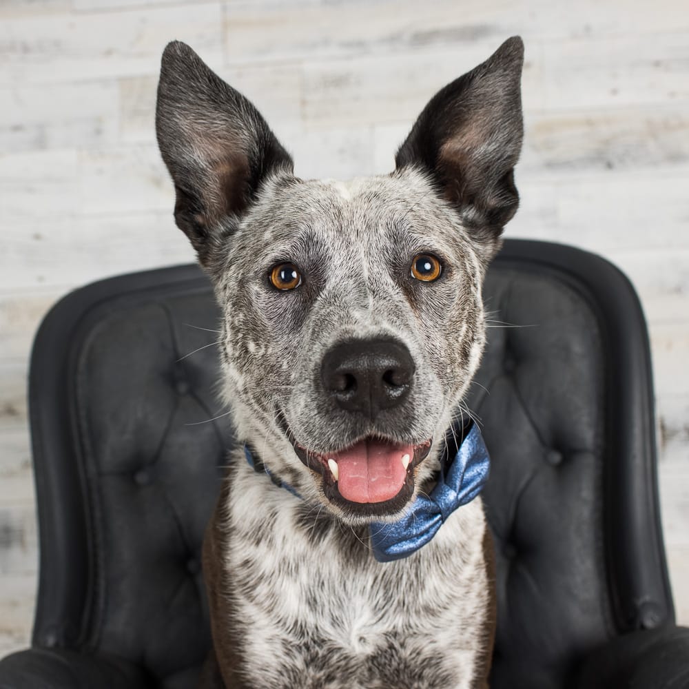 Studio photograph of Jax the Blue Heeler x Border Collie
