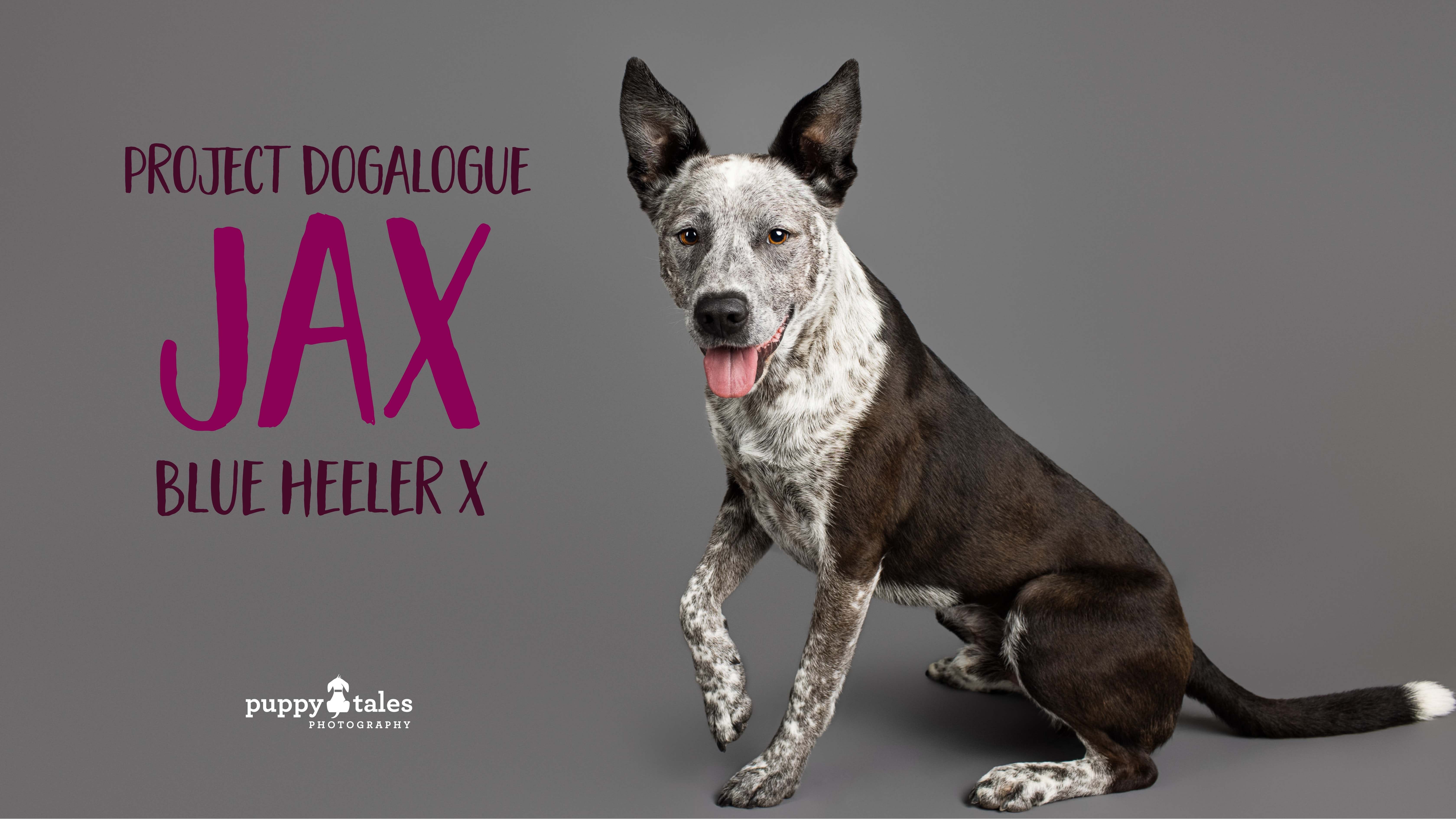 Jax the Blue Heller x was photographed by dog photographer Kerry Martin for Project Dogalogue