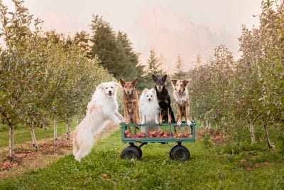 puppytalesphotography-Bodie, Kelly, Baxter, Quix & Smudge-26