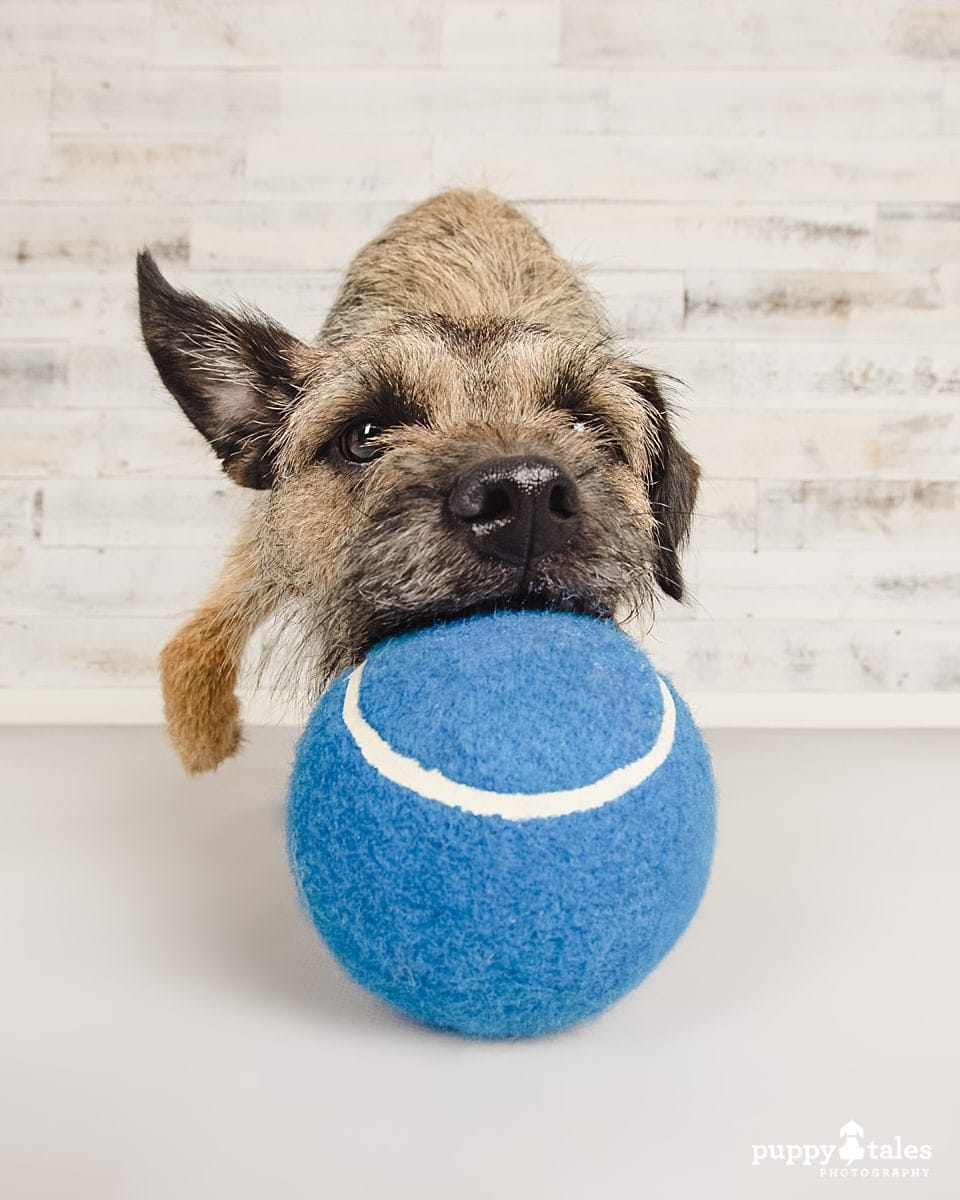 Dog photoof Wilbur the Border Terrier. He’’s playing with an oversized blue ball.