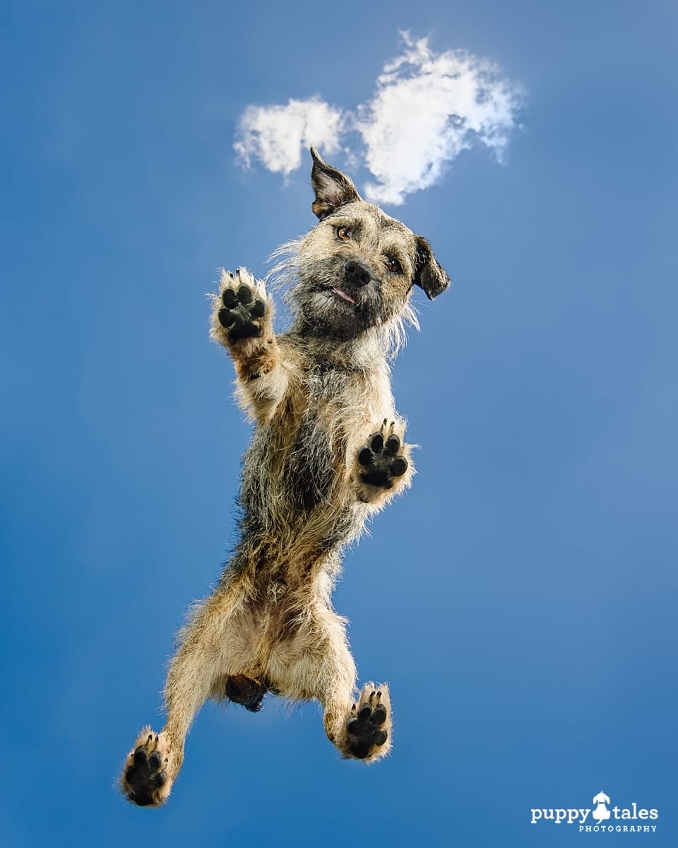 Studio photo of a Border Terrier named Wilbur. This cheeky dog was photographed at the Puppy Tales Studio from underneath with a bright blue sky above him. 