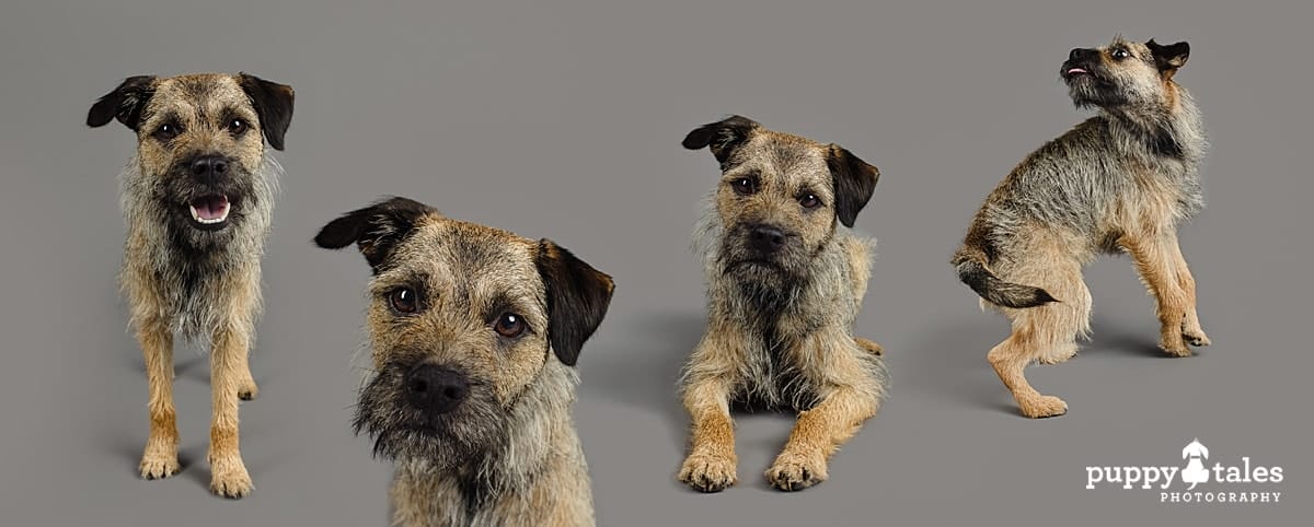 Composite photo of Wilbur, the Border Terrier. He was photographed in the Puppy Tales Studio in Melbourne by dog photographer Kerry Martin. 