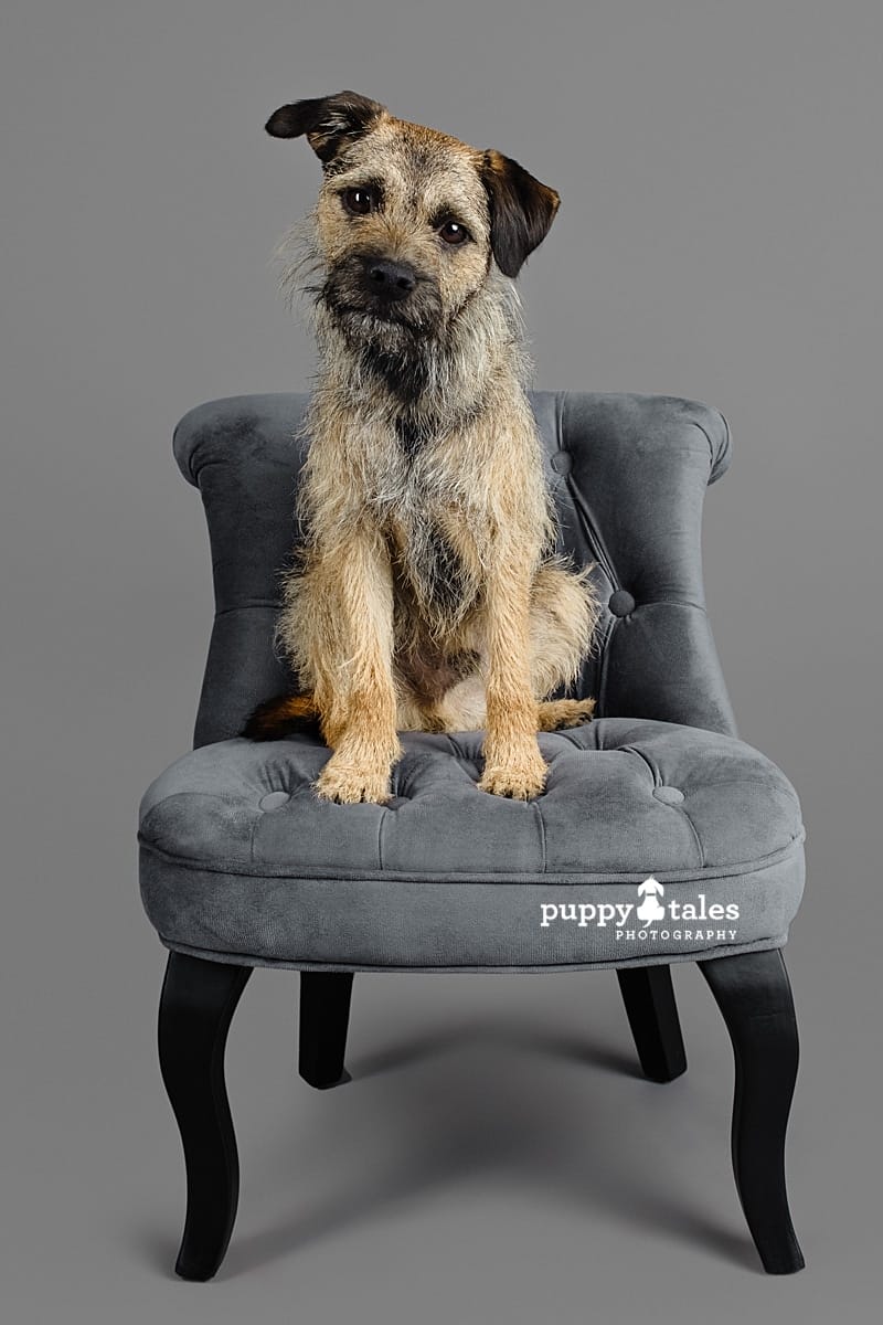 Wilbur, the Border Terrier, is photographed on a grey couch and grey background in the Puppy Tales Melbourne studio for Project Dogalogue. 