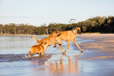 puppytalesphotography-brutus,ares&artemis-15