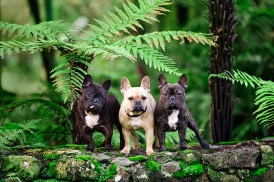 puppytalesphotography-burt,olive&mabel-11