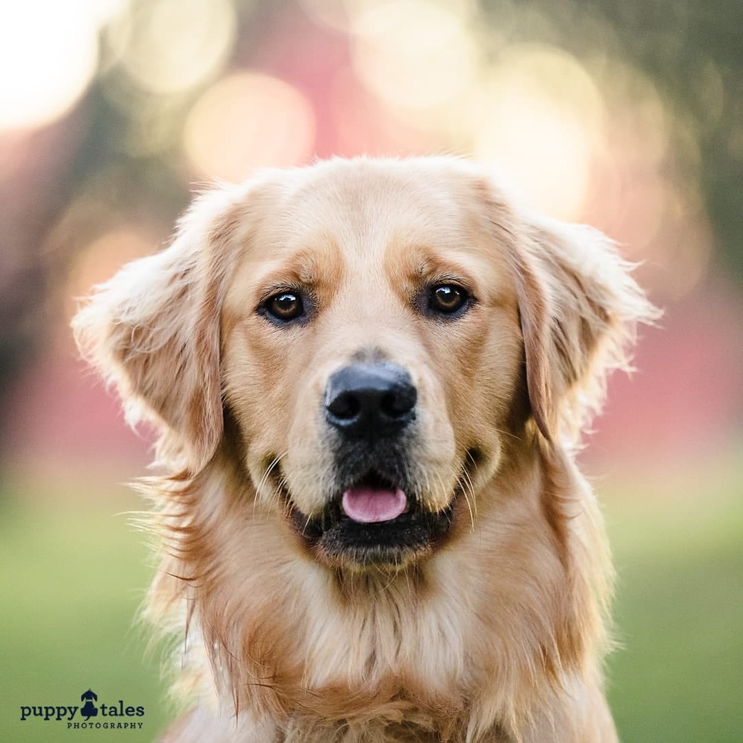 Autumn in Canberra highlights the beauty of this Golden Retriever