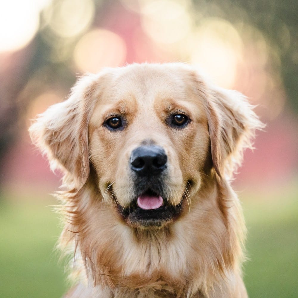 Autumn in Canberra highlights the beauty of this Golden Retriever