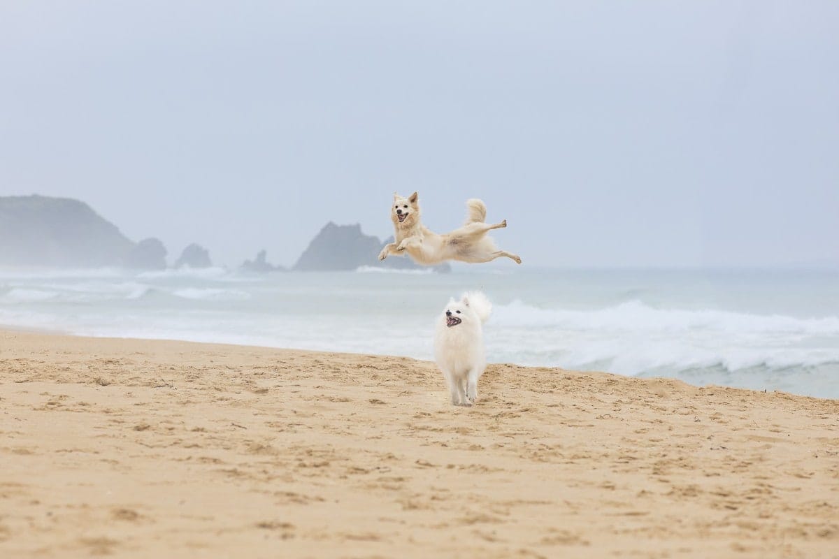 puppytalesphotography Camel Rock BermaguiNSW