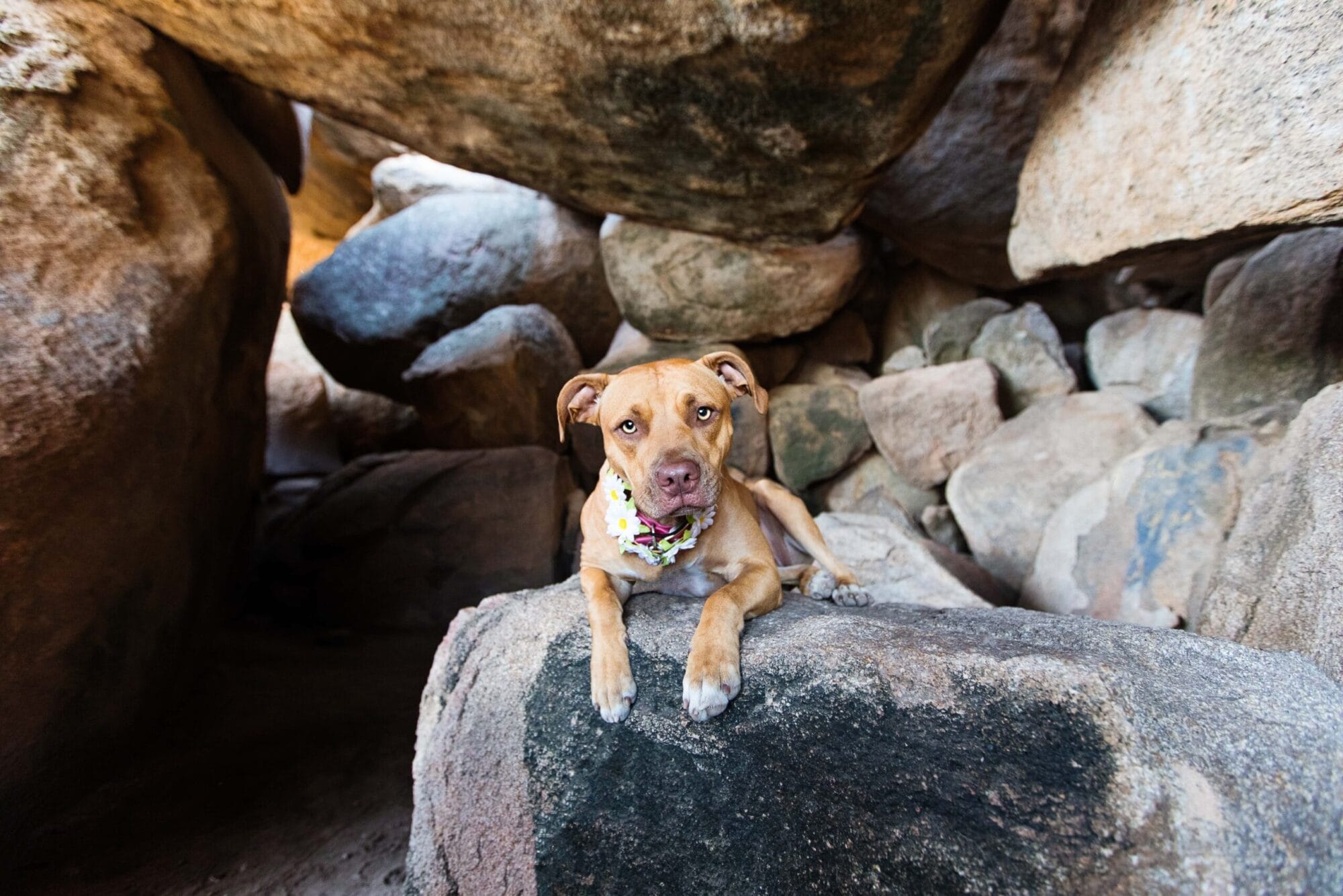 puppytalesphotography-diamond-2