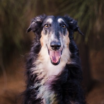 puppytalesphotography dimtri borzoi 1