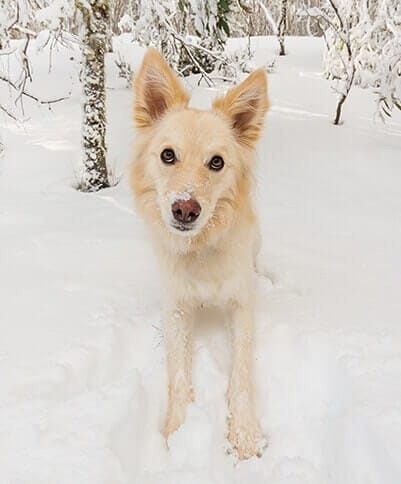 puppytalesphotography dinnerplain snowdogs 2016 27
