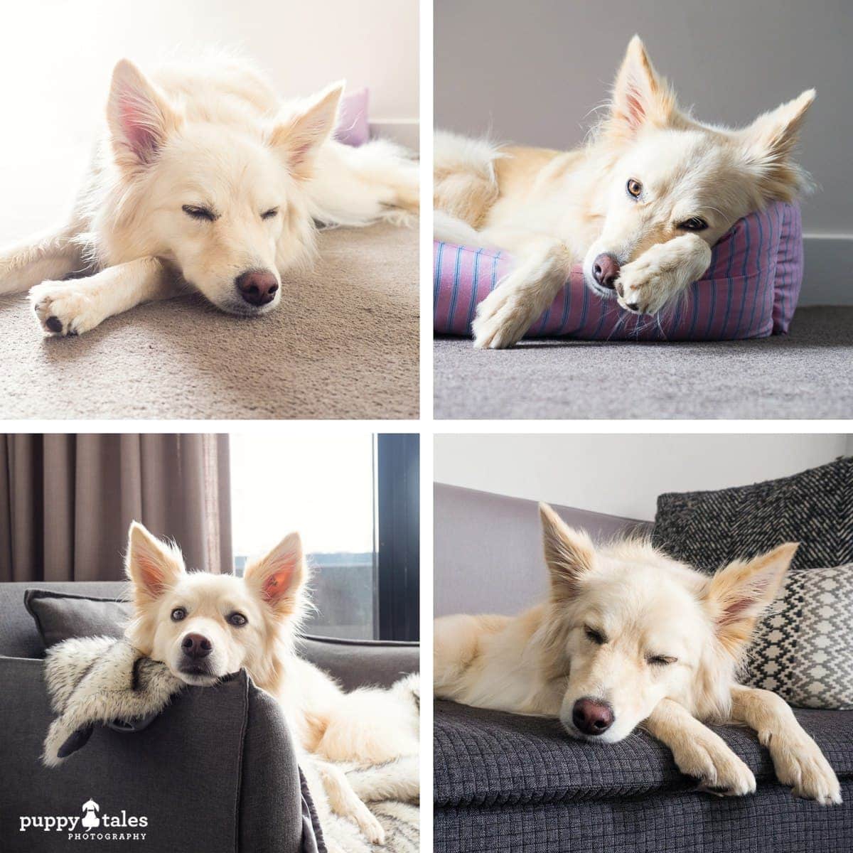 puppytalesphotography Dog Friendly Larmont Hotel Potts Point Sydney 16