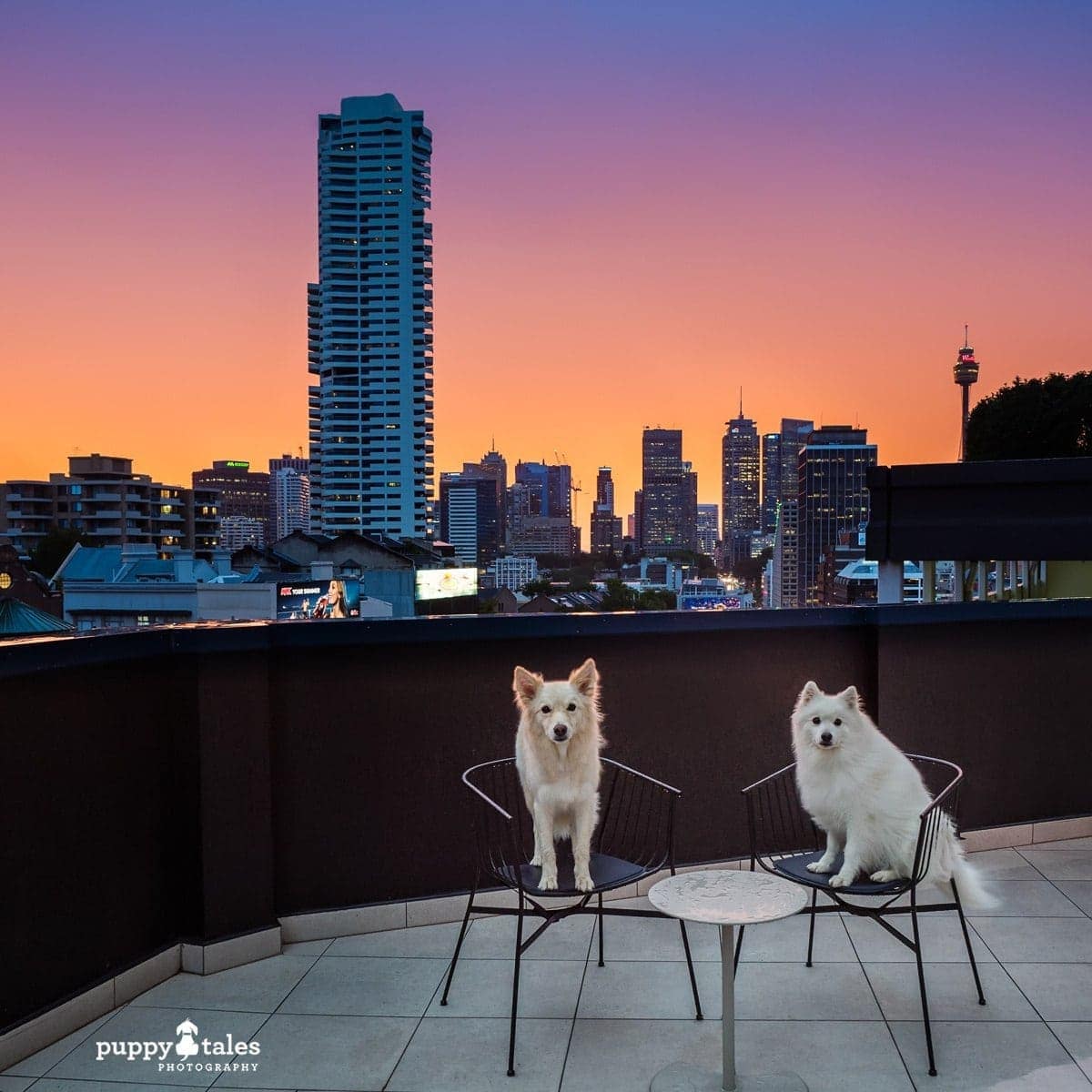 puppytalesphotography Dog Friendly Larmont Hotel Potts Point Sydney 19