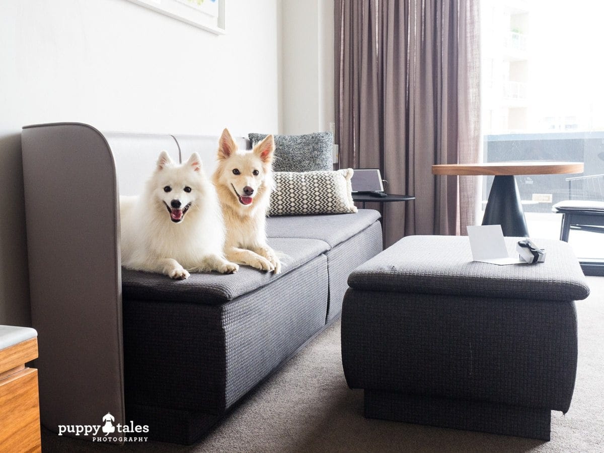 puppytalesphotography Dog Friendly Larmont Hotel Potts Point Sydney 2