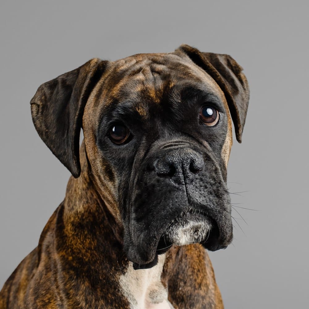 puppytalesphotography dogalogue boxer featured misty