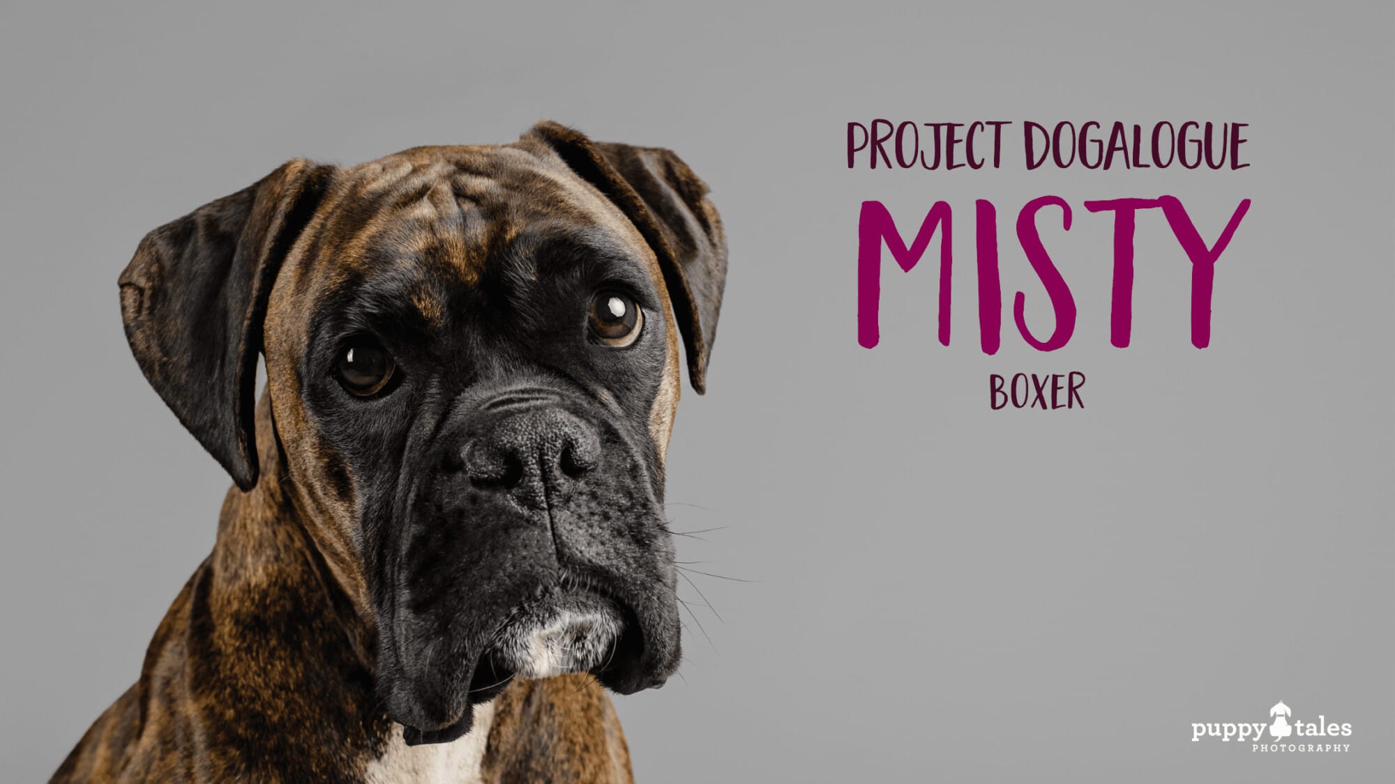 Get ready to fall in love with this gorgeous Boxer pup captured by Puppy Tales Photography. Admire her stunning studio portrait for Project Dogalogue.