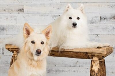 A–Z Dogs: A Photographic Dogalogue of Australia