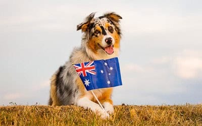 puppytalesphotography dogoftheyear tile 1
