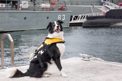puppytalesphotography-dogsname-1