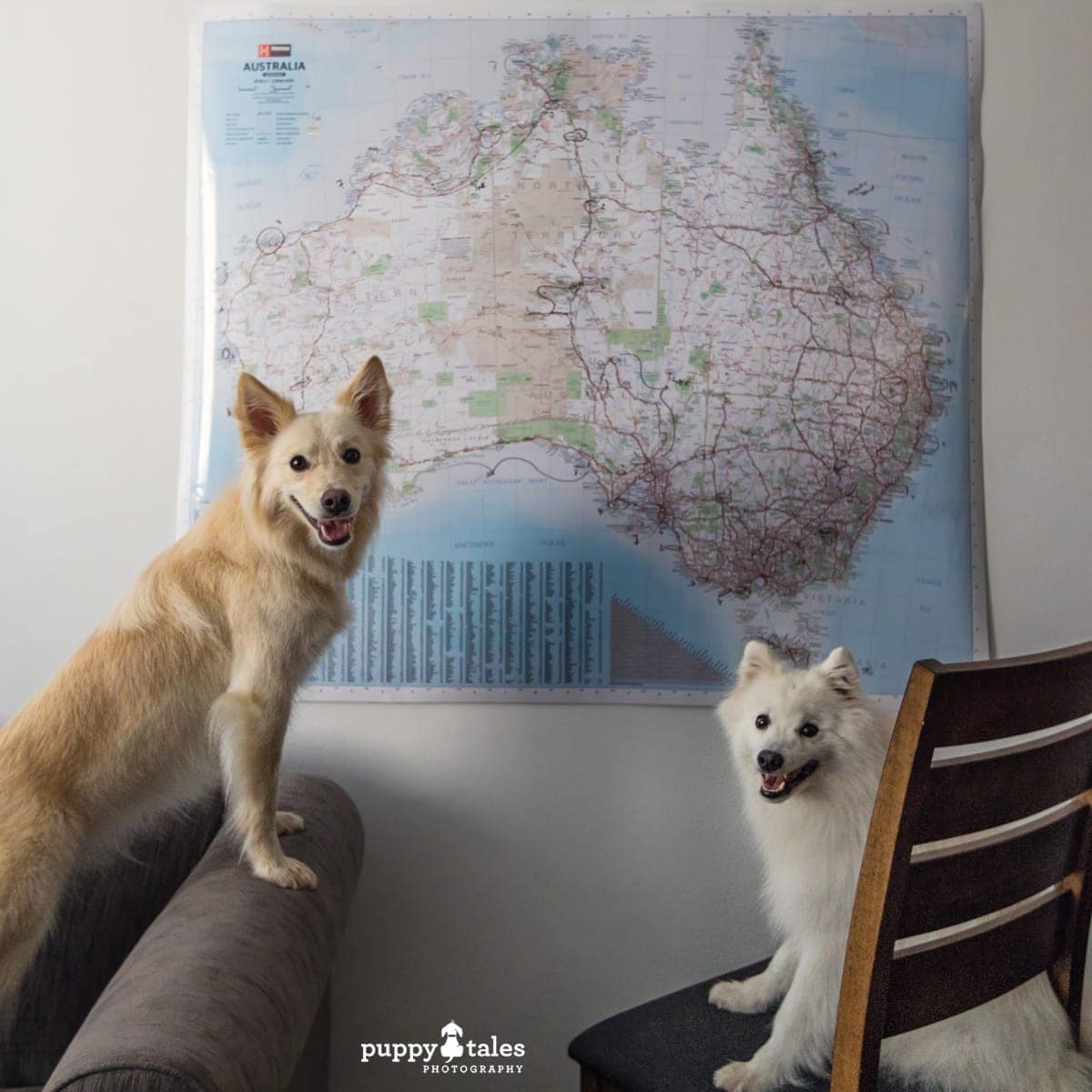 puppytalesphotography dogtalesofaustralia tripplanning 1