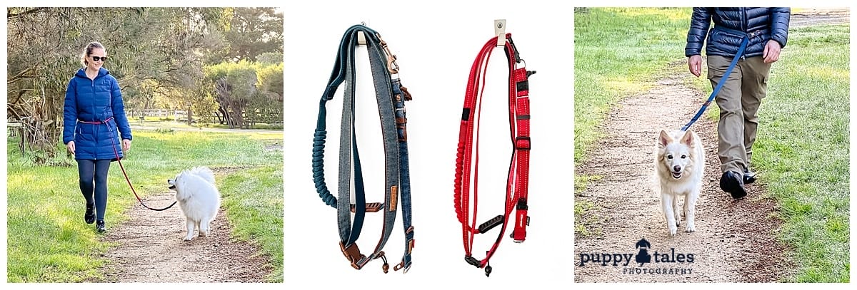 puppytalesphotography Ezydog Zero Shock Leash