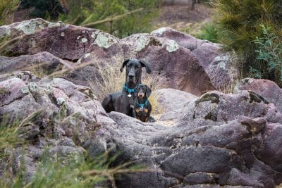 puppytalesphotography-finn&archer-6