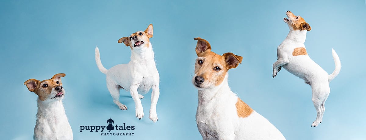 Jack Russell Terrier was photographed on blue background in the studio. This collage shows his cheeky personality.
