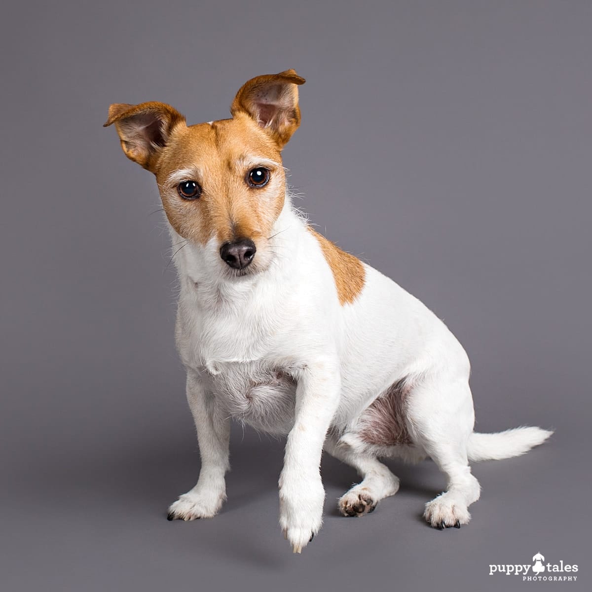 Studio photo of a Jack Russell Terrier named Frank. He was photographed on a grey background.