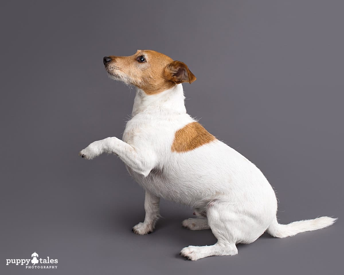 Frank the Jack Russell Terrier photographed in the Puppy Tales Studio in Melbourne
