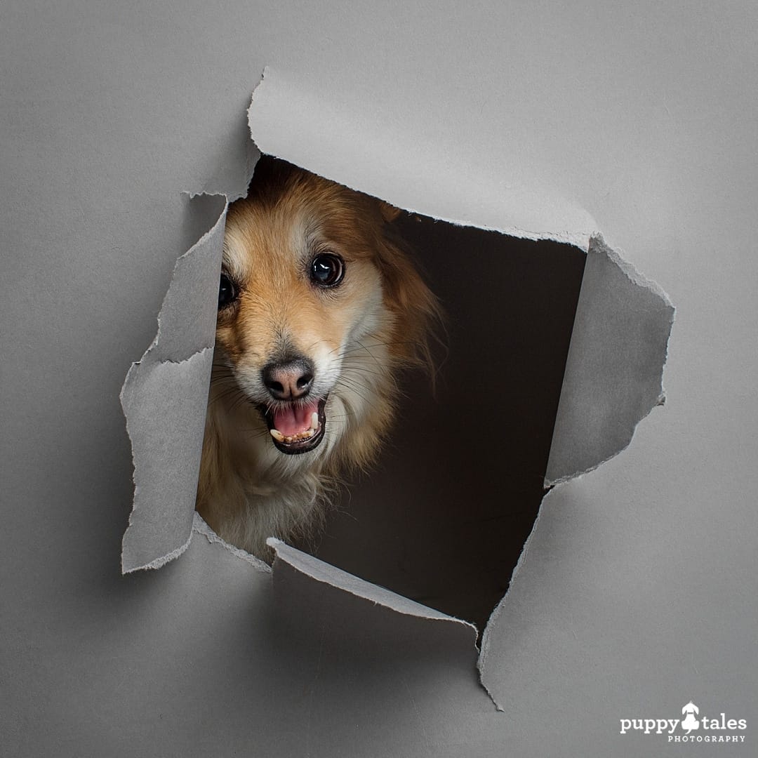 Freya the Australian Terrier was photographed peeking through a ripped grey backdrop for her Studio Photography Session for Project Dogalogue of Puppy Tales Photography