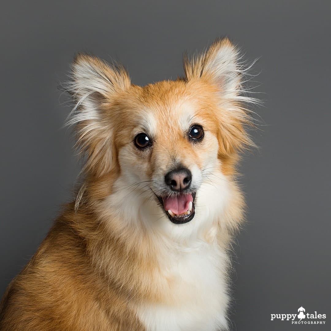 Studio photography of Freya, the Australian Terrier Dog for Project Dogalogue of Puppy Tales Photography