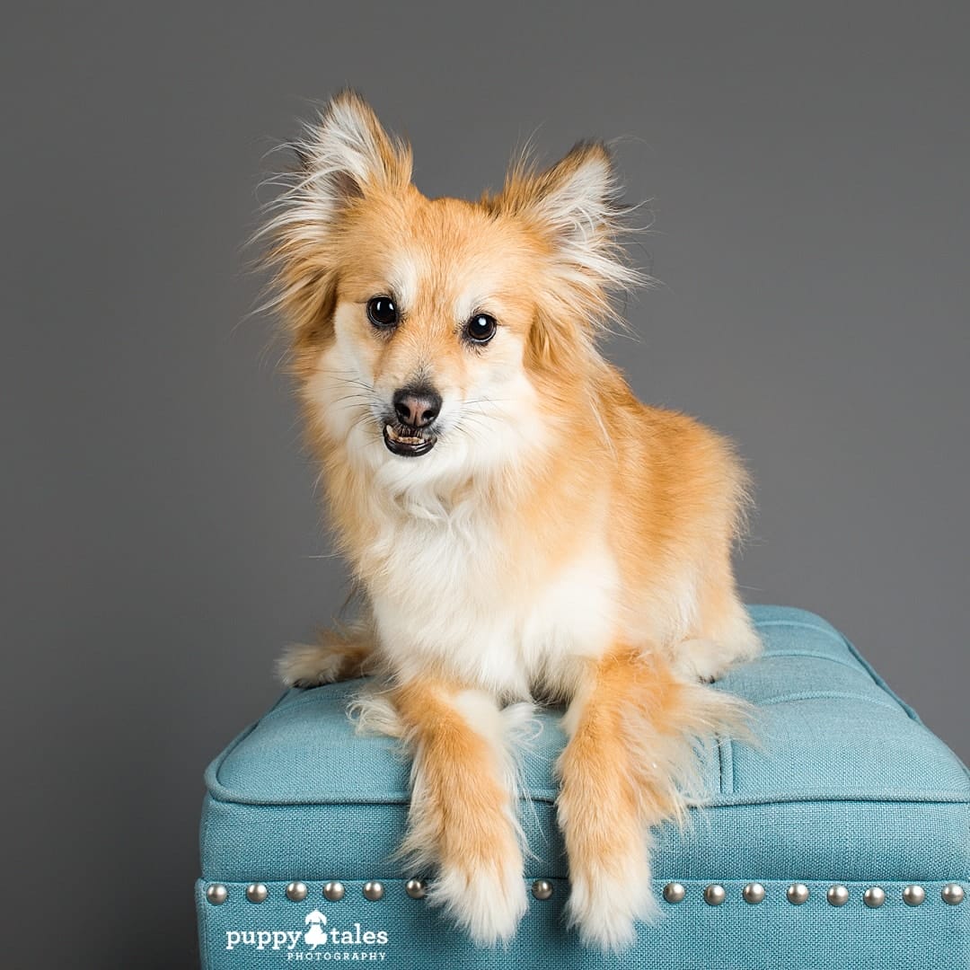 Australian Terrier mix is sitting on a blue chair for her Studio Photography Session as she is photographed for Project Dogalogue of Puppy Tales Photography