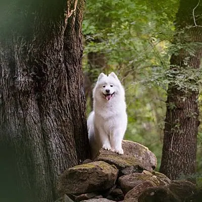 puppytalesphotography-freya&archie-hollybank-27