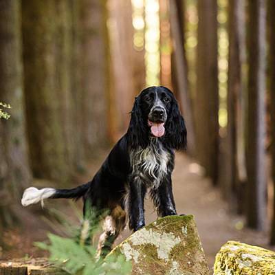 puppytalesphotography-freya&archie-hollybank-6