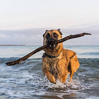 puppytalesphotography-grissom&diesel-ulvertsonebeach-18
