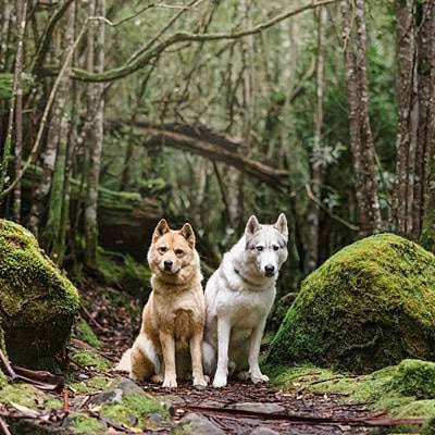 puppytalesphotography-henry&chilli-mountwellington-5