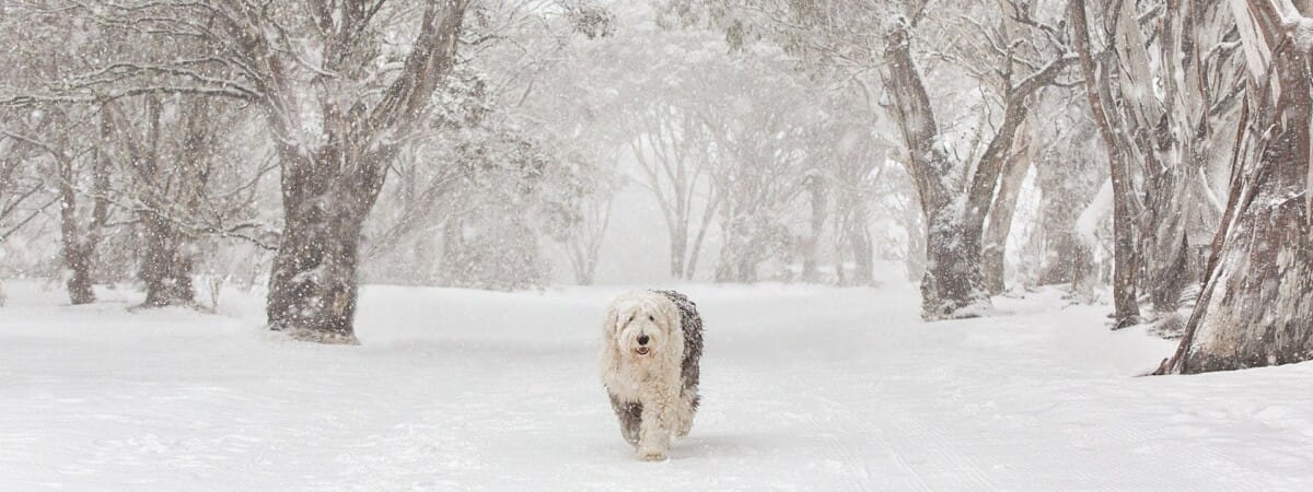 Old English Sheepdog photographed in the snow at Dinner Plain