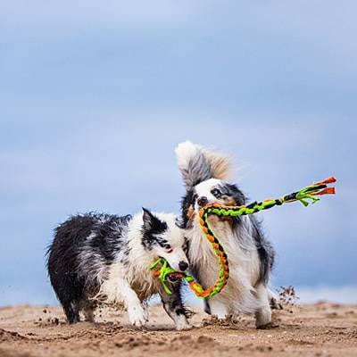 puppytalesphotography-inca&george-detentionriver-12